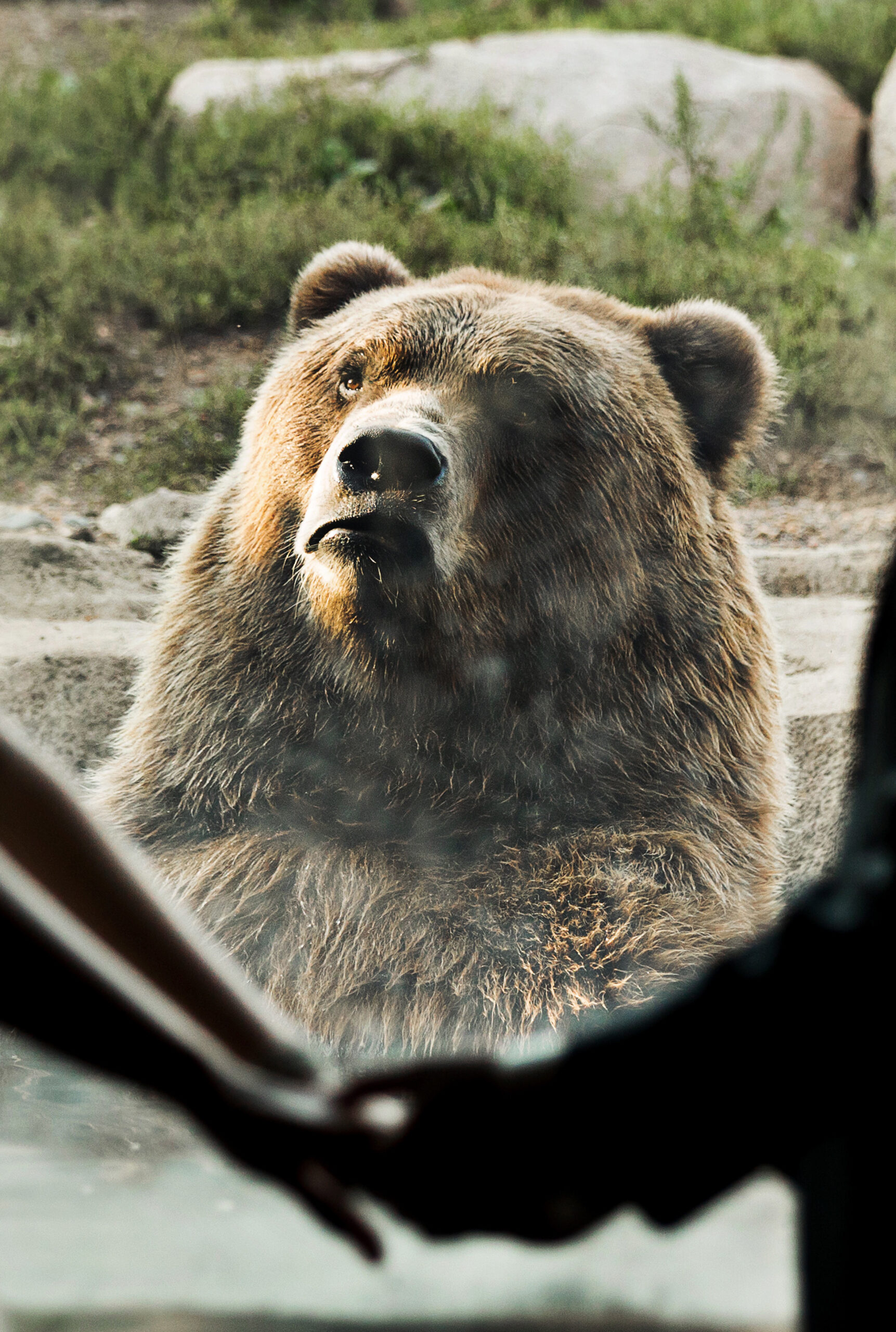 Bear Photobombs Wedding Shoot