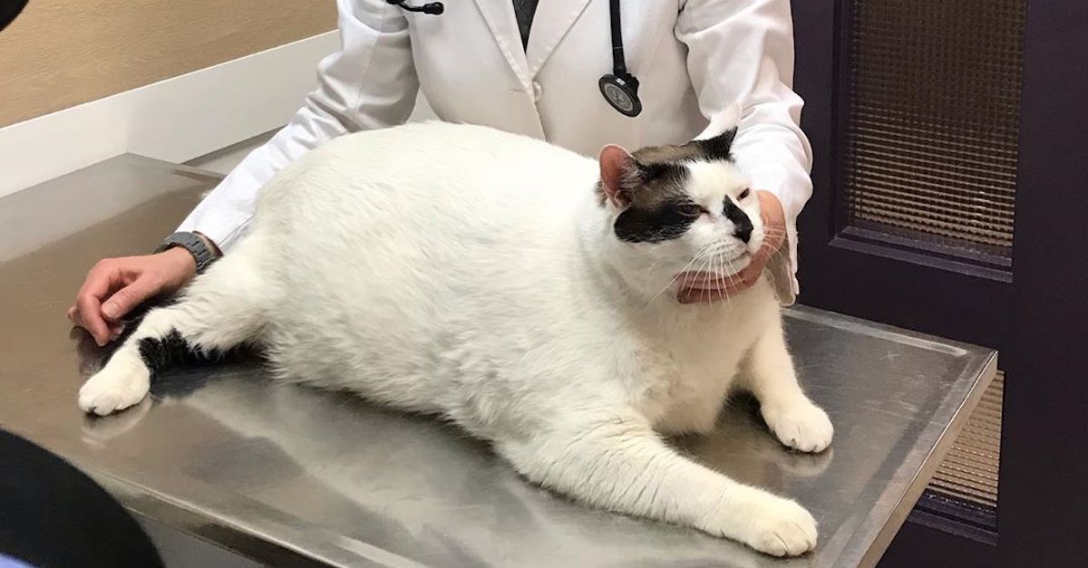 41-pound-cat