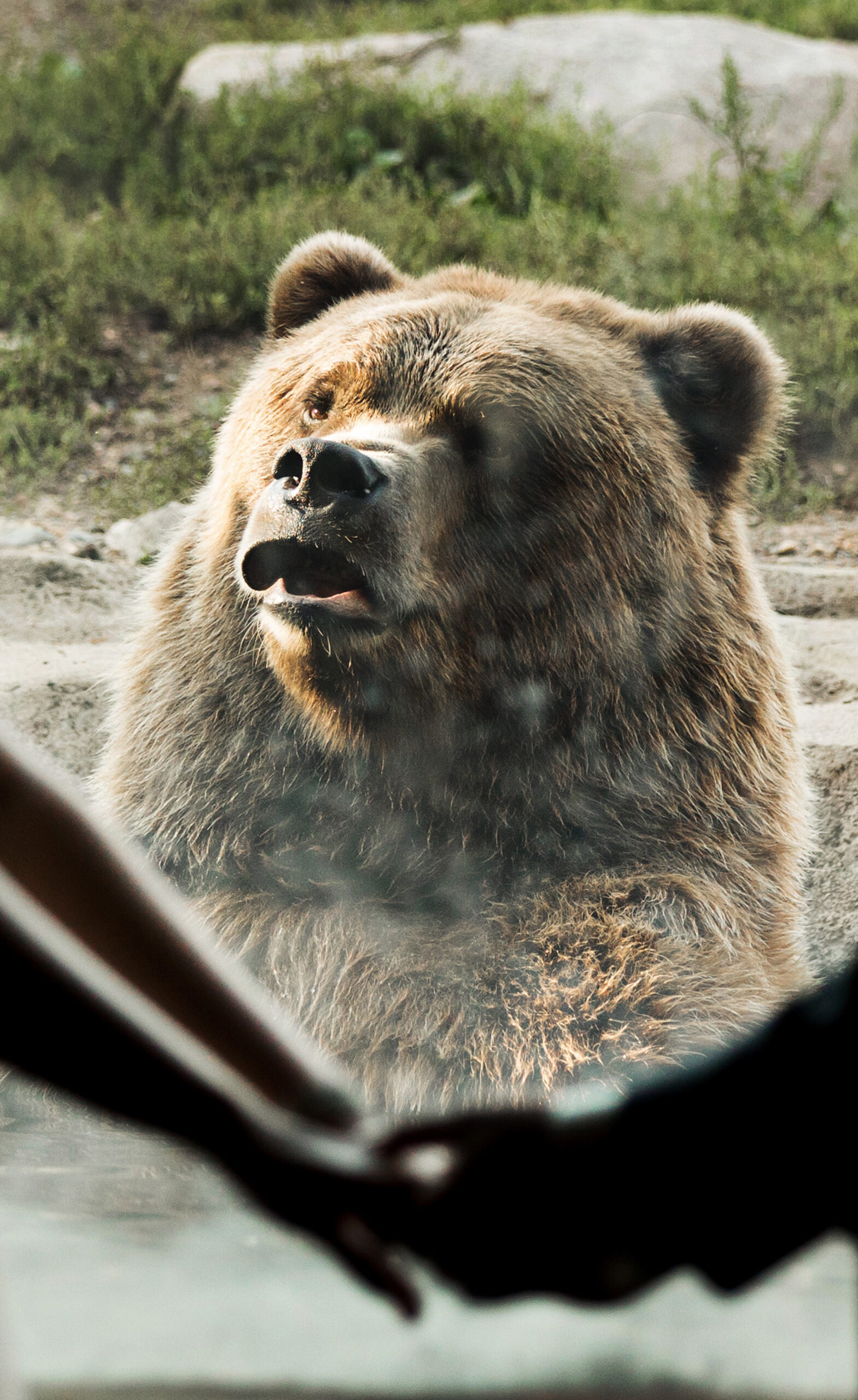 Bear Photobombs Wedding Shoot