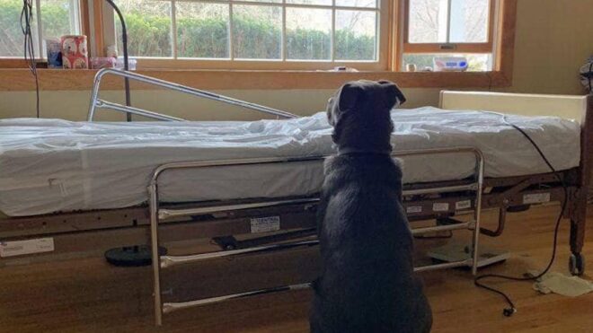 hospital-bed-dog