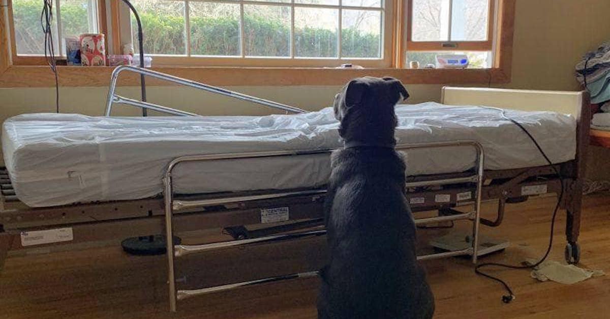 hospital-bed-dog