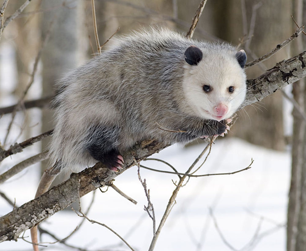 730px-Opossum_2.jpg