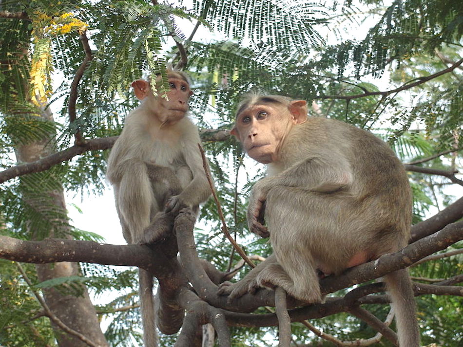 800px-A_Hokenakal_monkey_in_Hokenakal_Dharmapuri_district_Tamil_Nadu_India.jpg