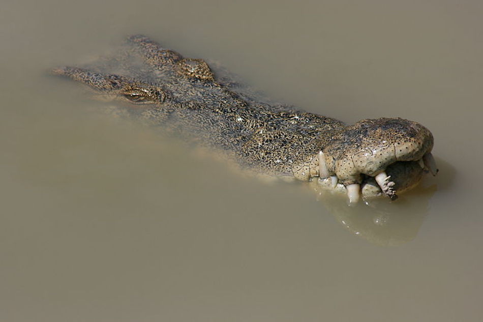 800px-Australian_Salt_Water_Crocodile1.jpg