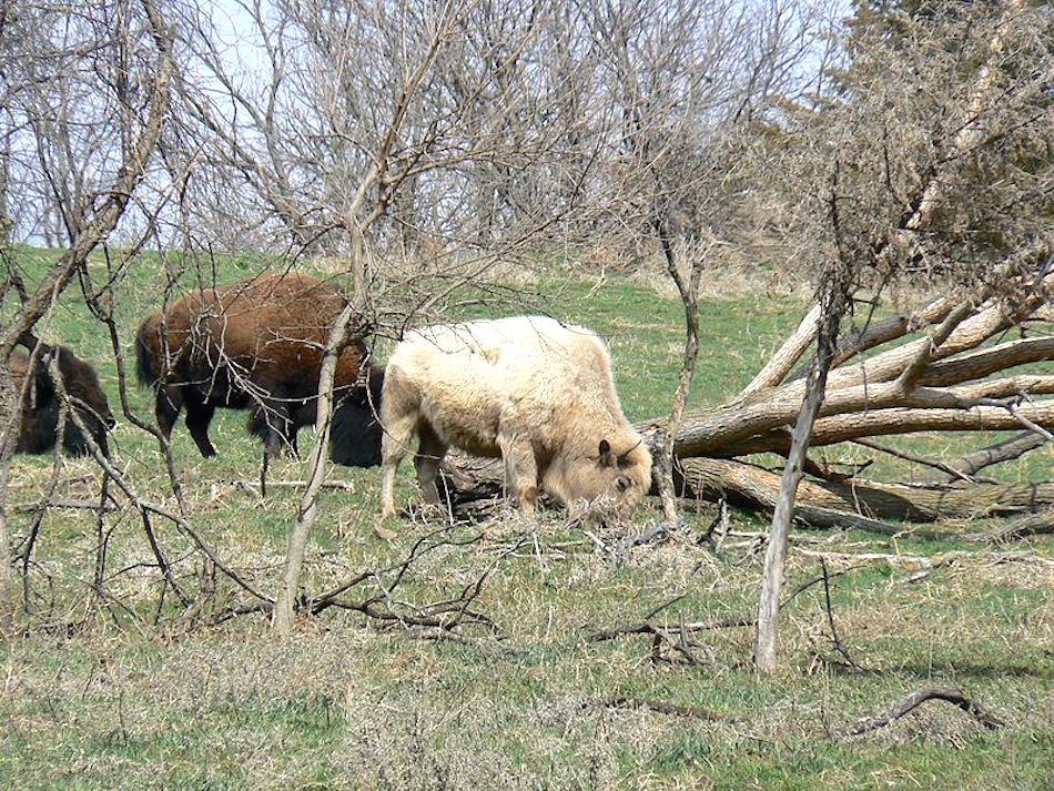 800px-Blonde_bison_2.jpg