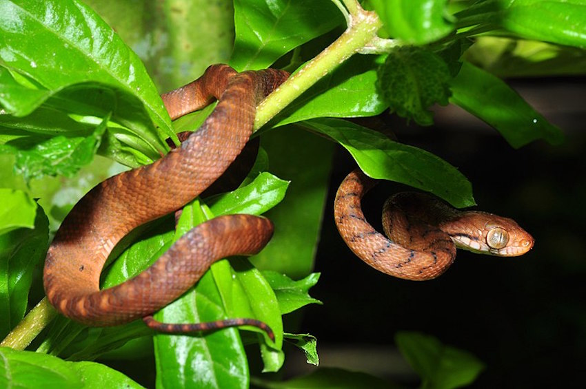 800px-Brown_tree_snake_Boiga_irregularis_8387580552.jpg