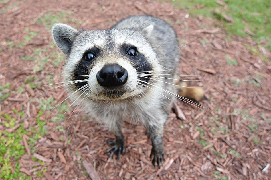 800px-Curious_Raccoon.jpg