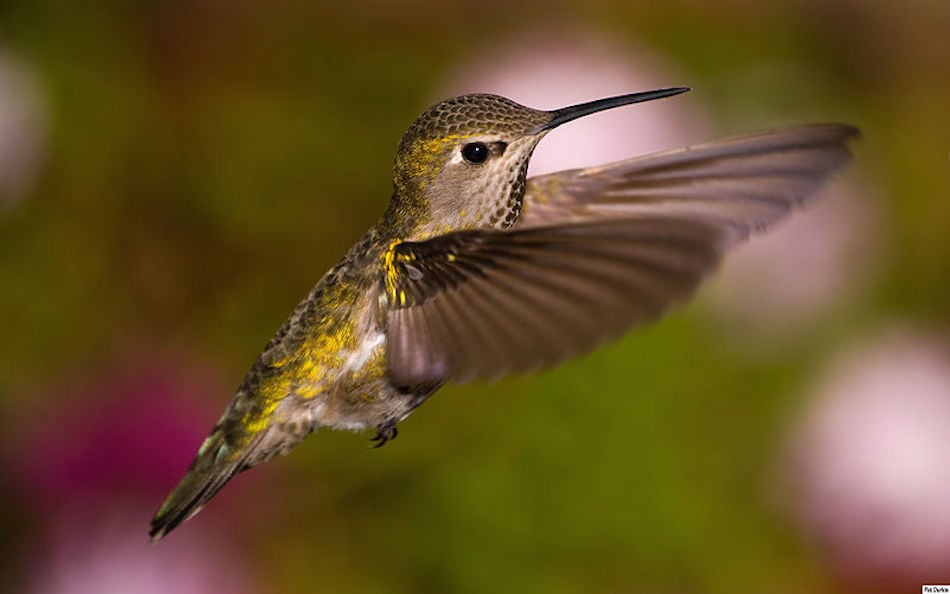 800px-Fem_Annas_Hummingbird.jpg 800px-Fem_Annas_Hummingbird.jpg