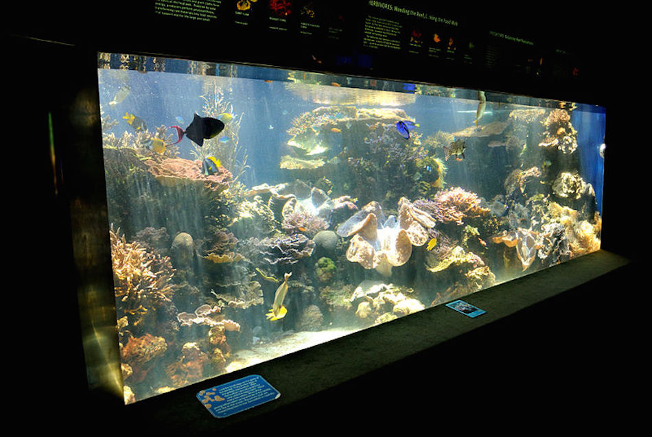 800px-Fish_Tank___Honolulu_Aquarium_4671604664.jpg