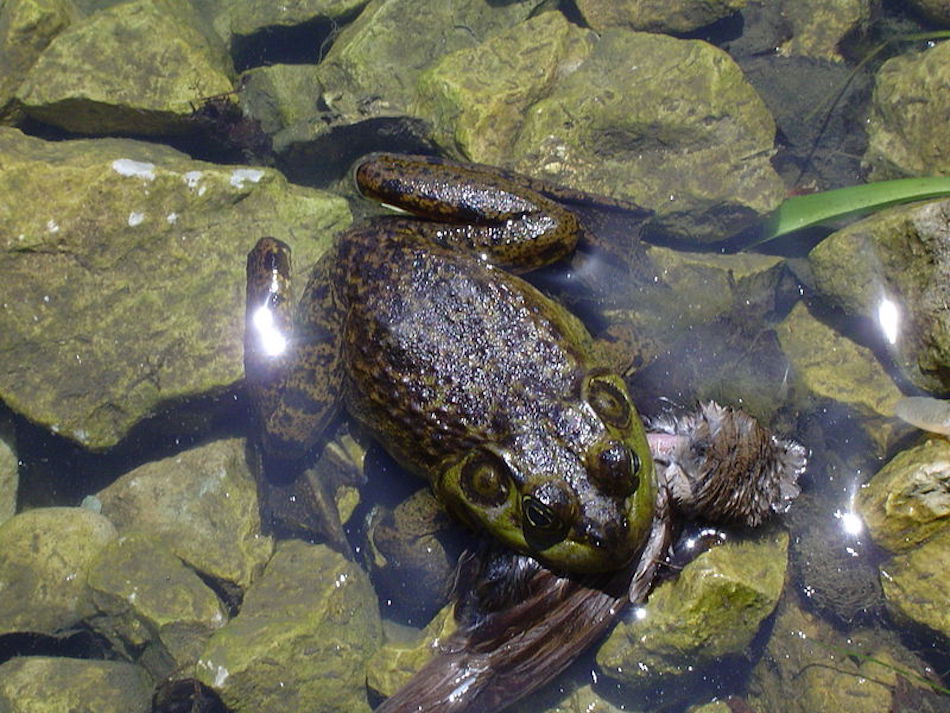 800px-Frog_by_a_pond.jpg