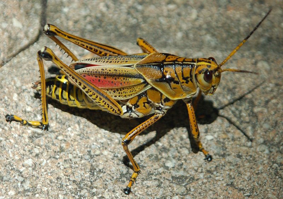 800px-NLN_Eastern_Lubber_Grasshopper.jpg