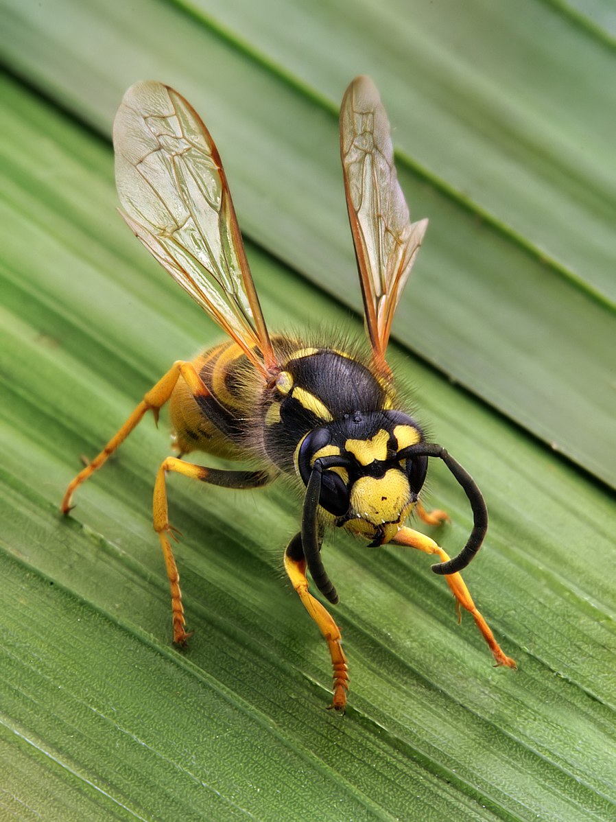 898px-Vespula_germanica_Richard_Bartz.jpg