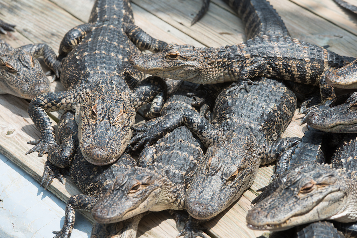 Alligator Adventure