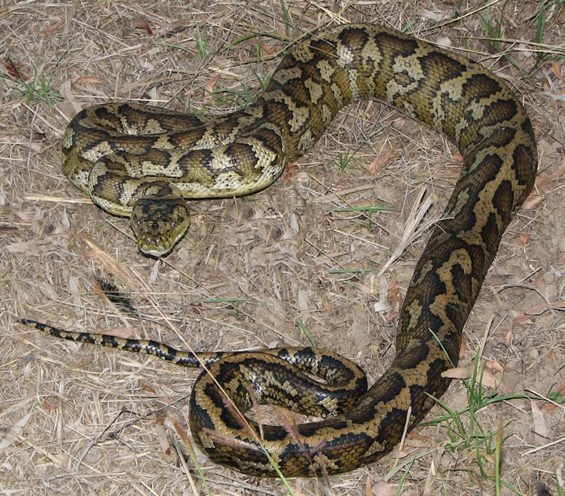 Australian_carpet_python_03_new.jpg