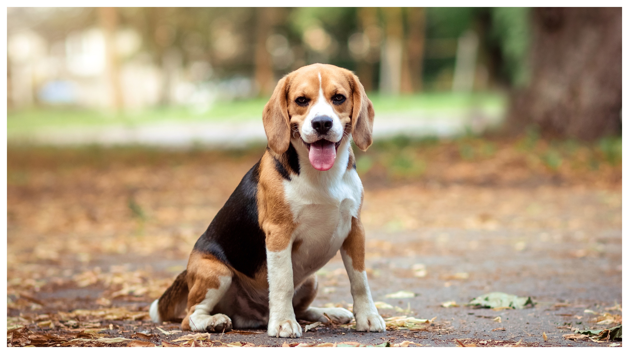 Beagle Featured