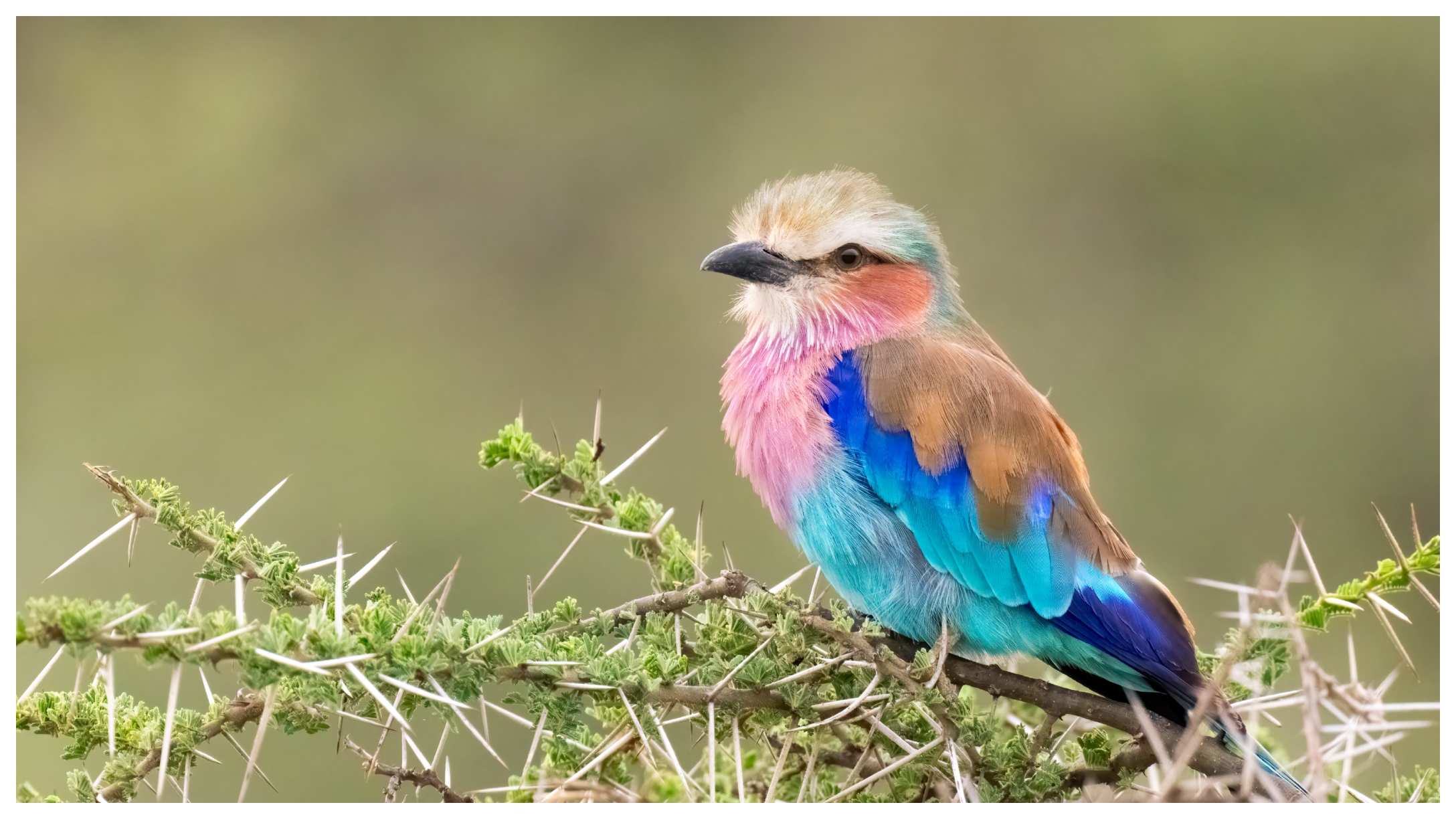 Bird on Branch Featured