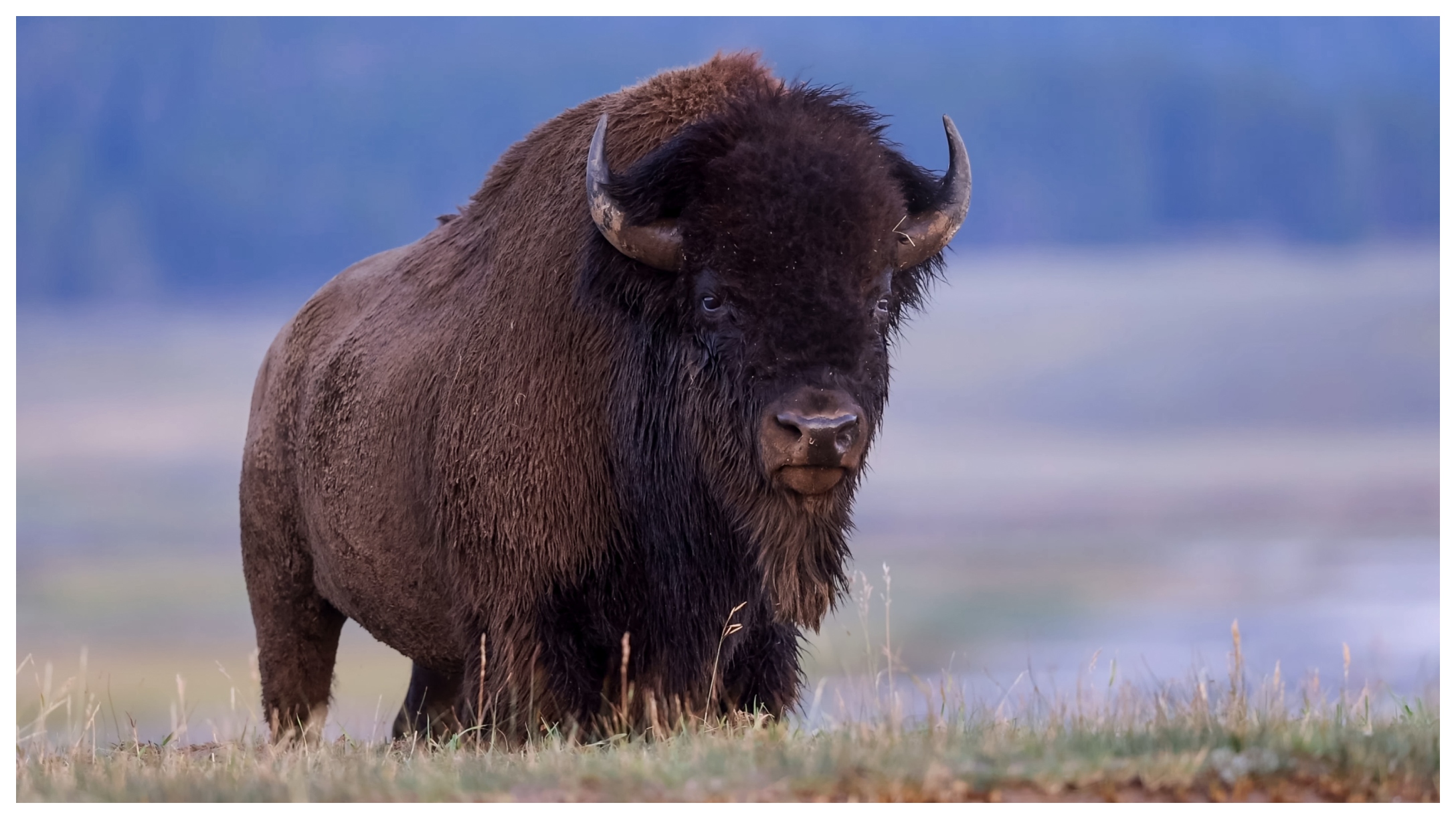 Bison Featured