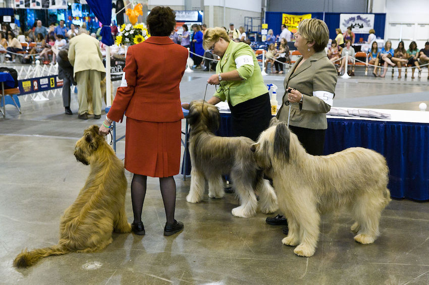 Briard_dog_show.jpg