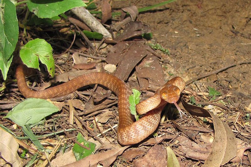 Brown_Tree_Snake_Cape_Hillsborough_National_Park.jpg