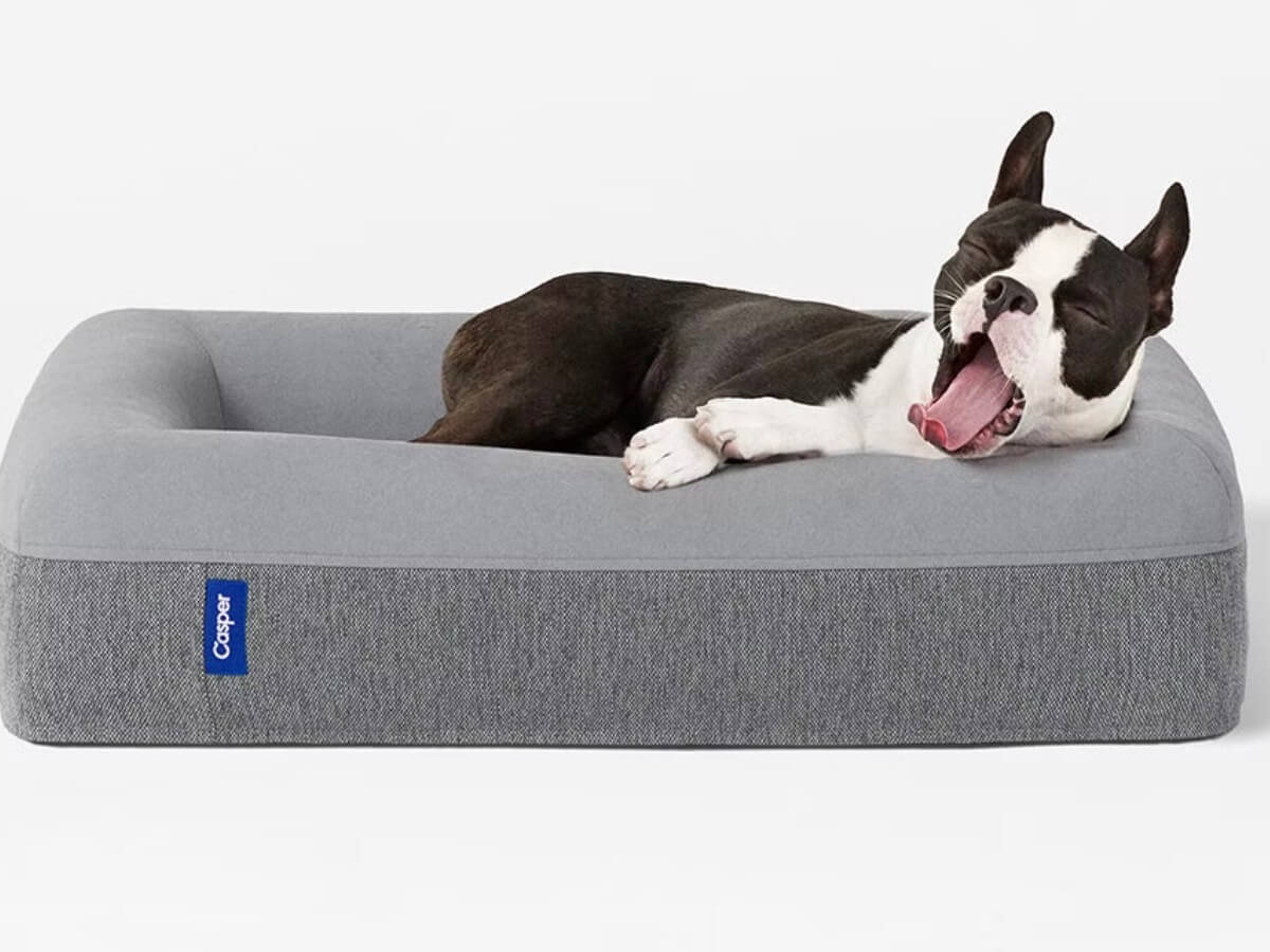 Casper-Dog-Bed_Mashable.jpg