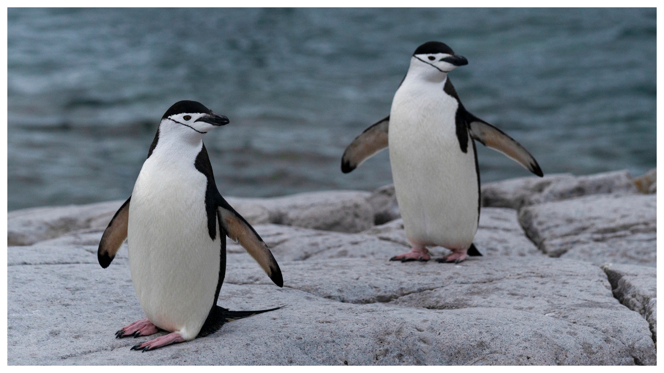 Chinstrap Penguins