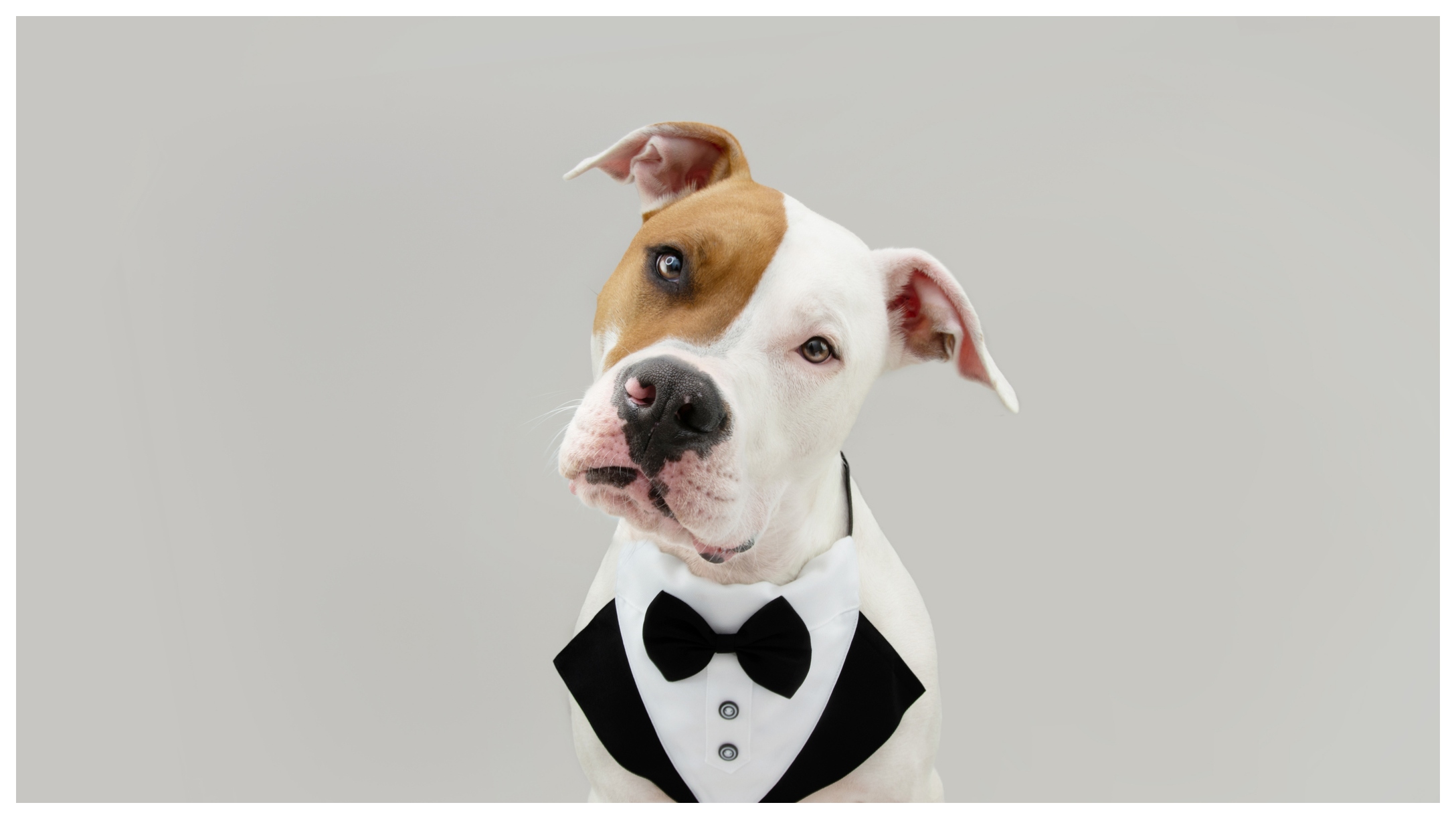 Classy Dog Featured