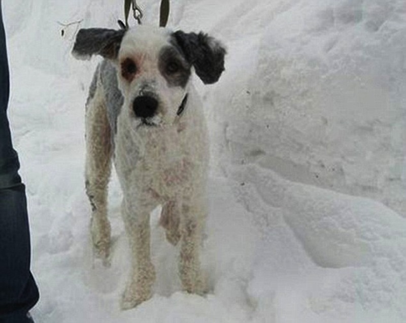 Under This Hairy Monster Is A Once Loved Pet Dog