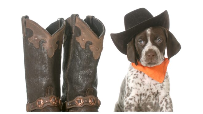 Country Dogs Featured