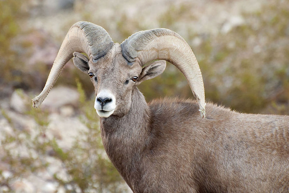 Desert_Bighorn_Sheep_8981484583.jpg