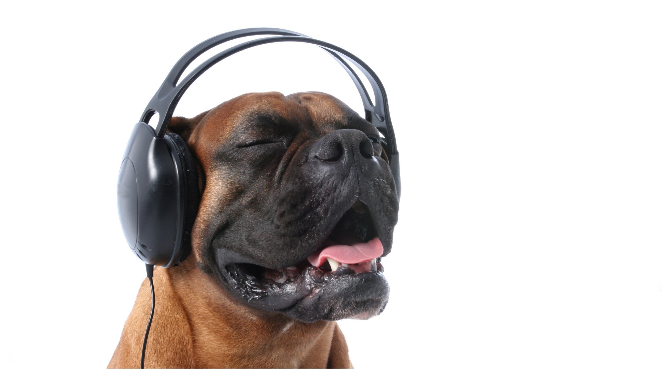Dog Listening To Music Featured