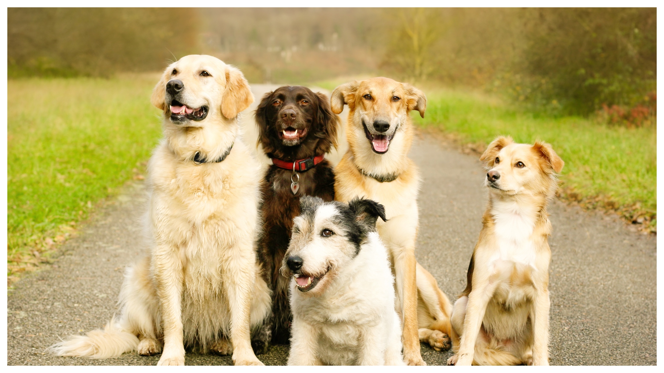 Dogs_Featured-2.jpg