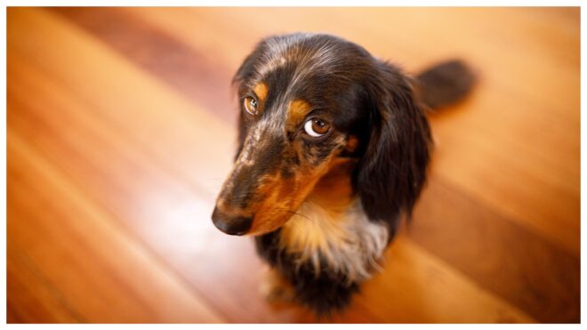 Dogs Looking Skeptical Featured