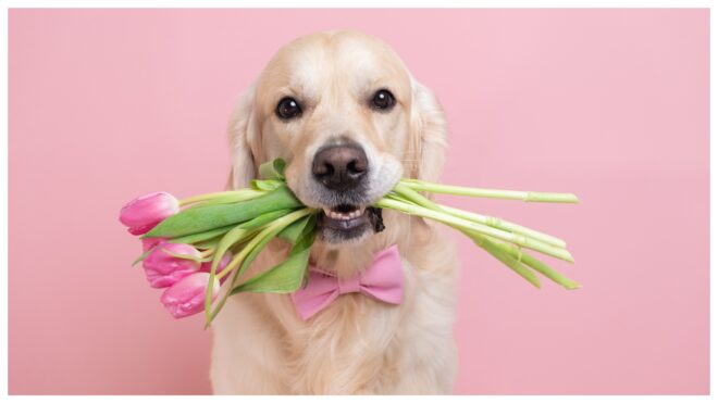 Dogs with Flowers Featured