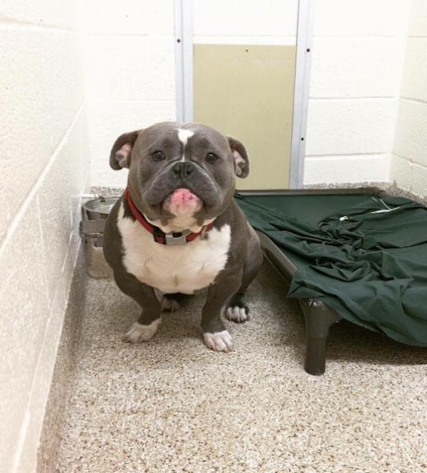 Frank-the-tank-1.jpg