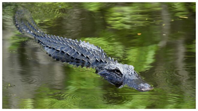 Gator Main Image