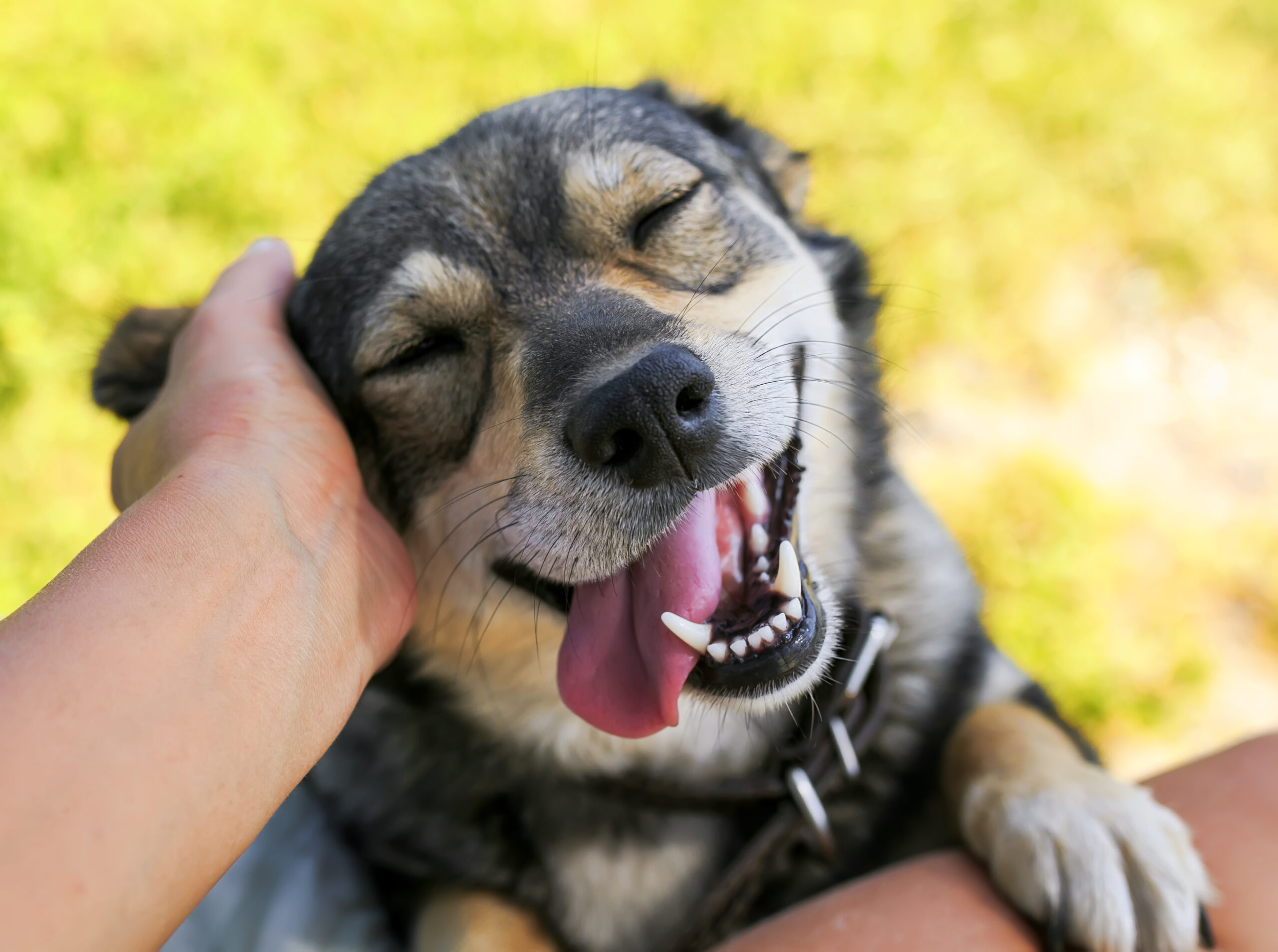 cute dog put his face on his knees to the man and smiling from the hands scratching her ear