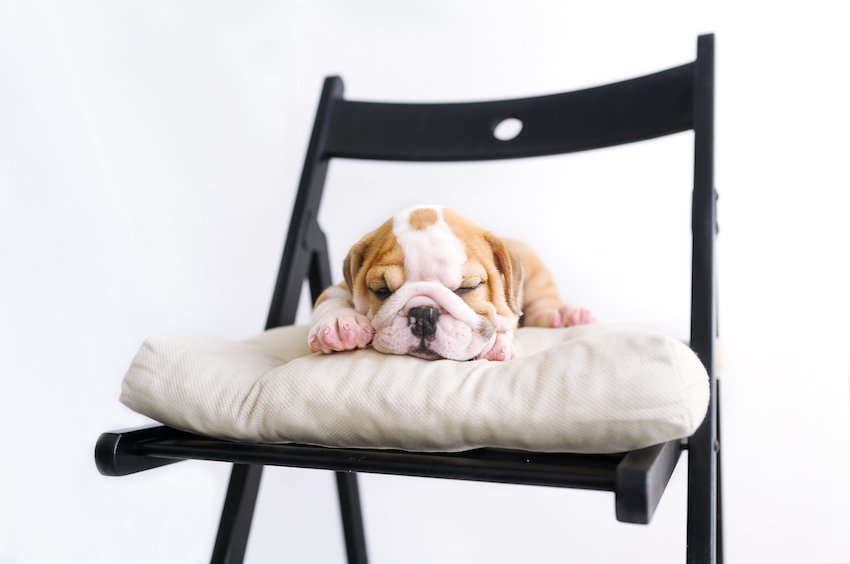 Puppy of englich bulldog lying down on chair with pillow