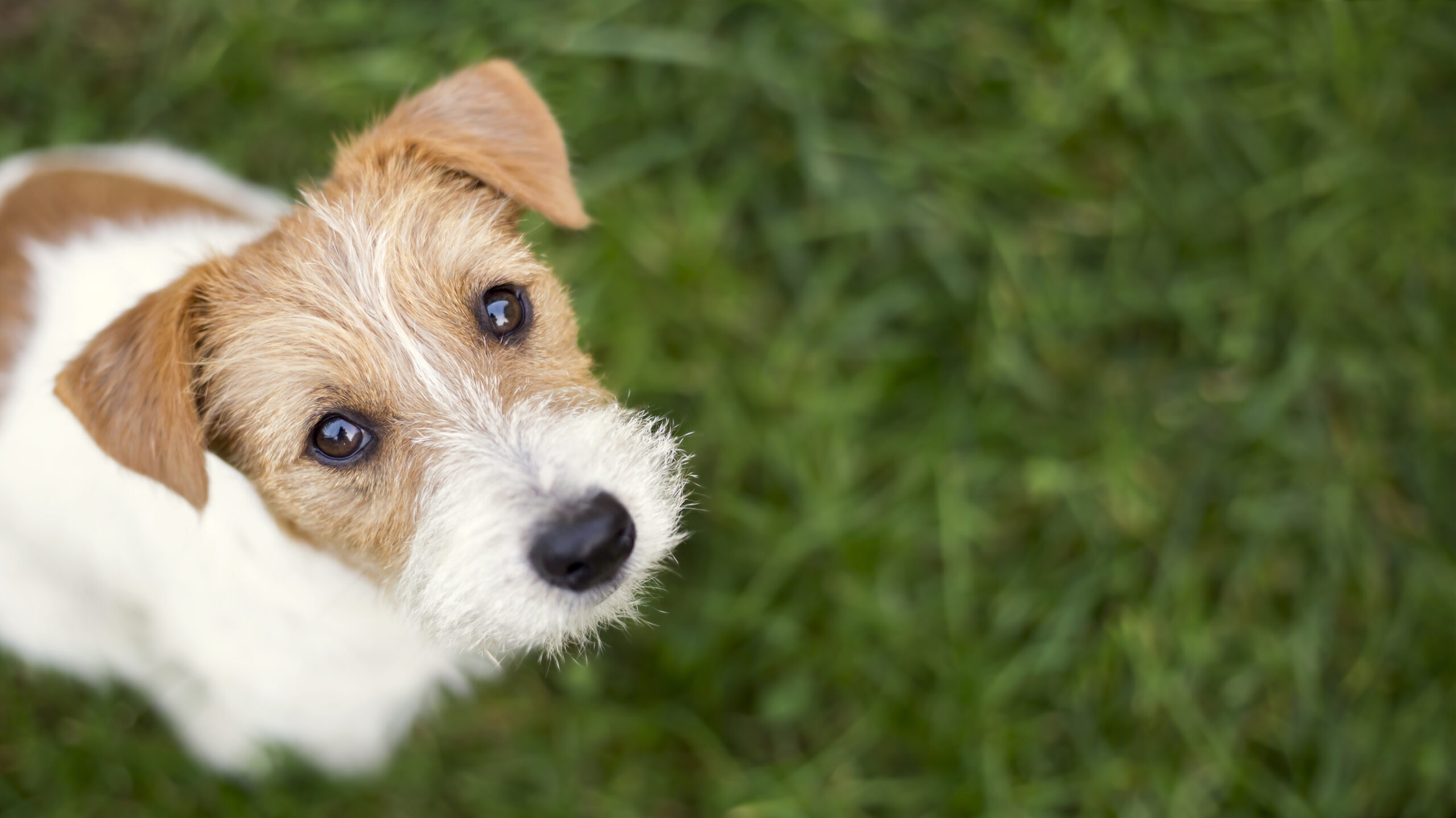 Dog face - cute happy pet puppy looking in the grass