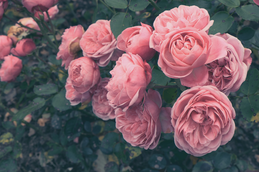 Beautiful pink roses on the green bush