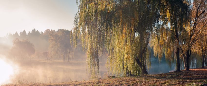 Autumn foggy morning in the city park. haze over the river