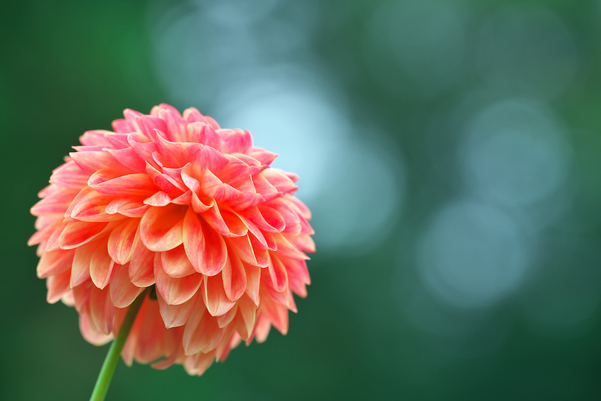 Orange-colored Dahlia