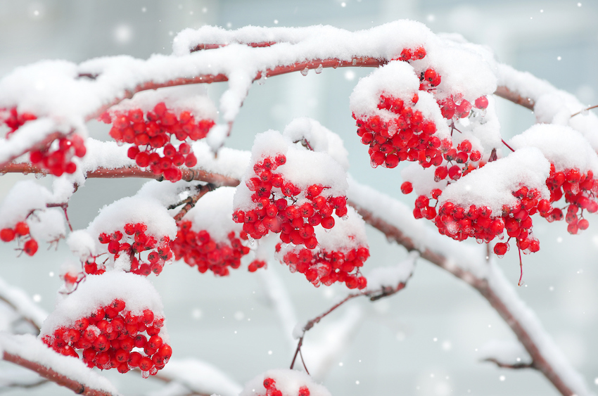 Snow-covered mountain ash