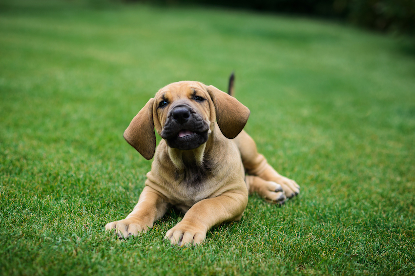 Adorable Fila Brasileiro puppy portrait