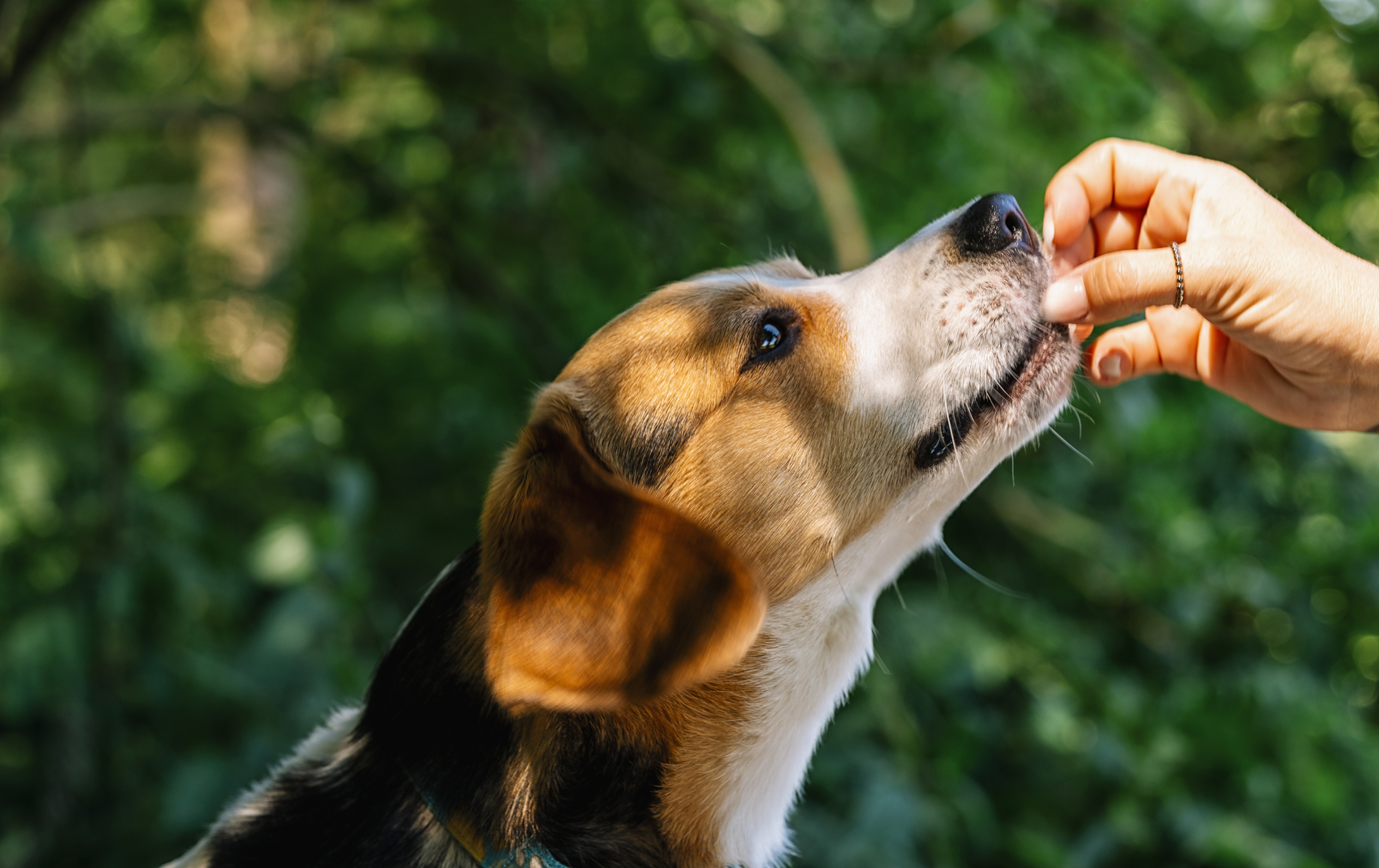 woman feeding dog