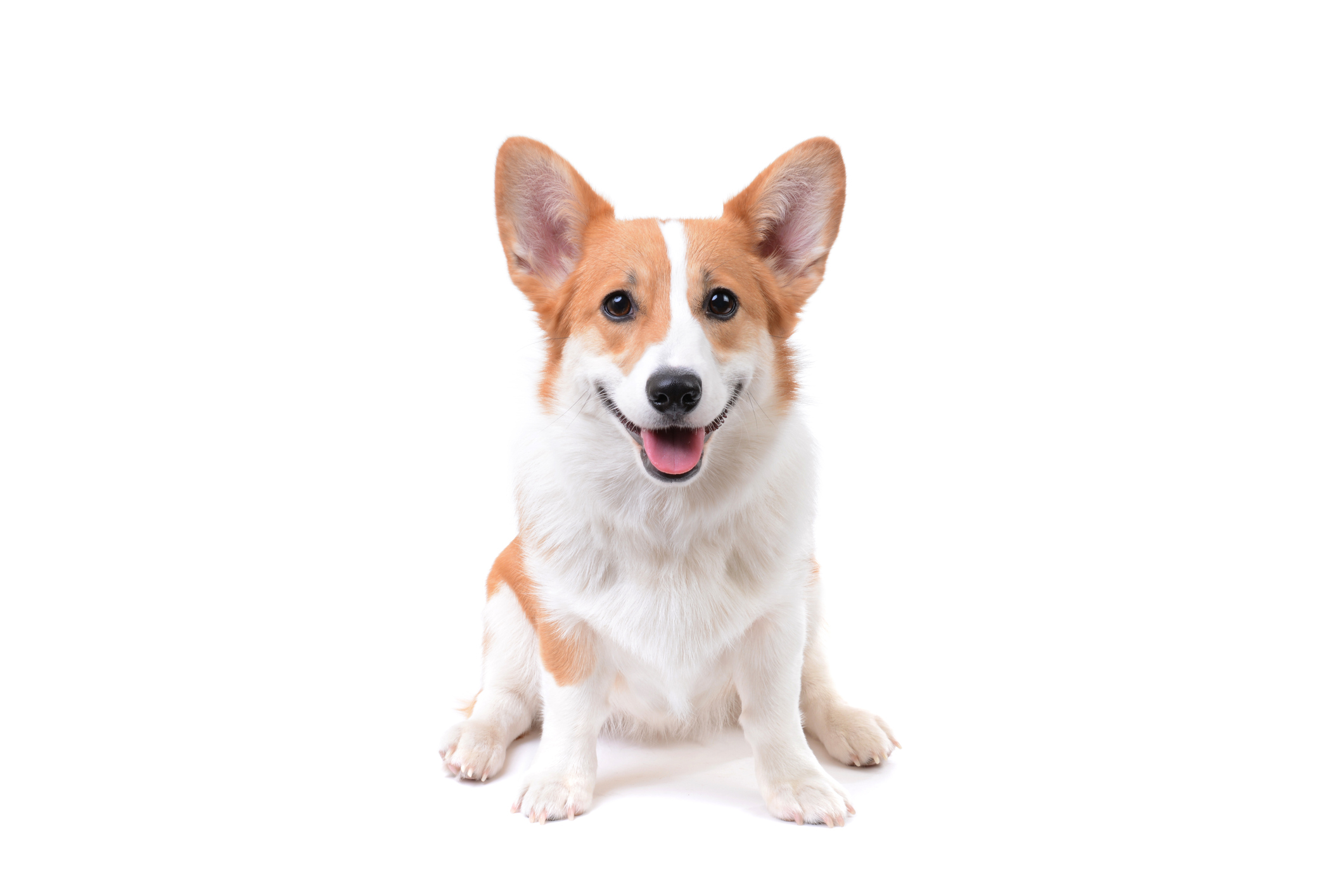 corgi puppy sitting down