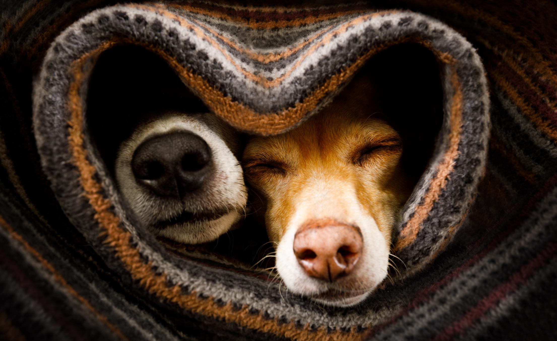 dogs under blanket together