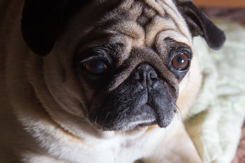 serious pug dog portrait