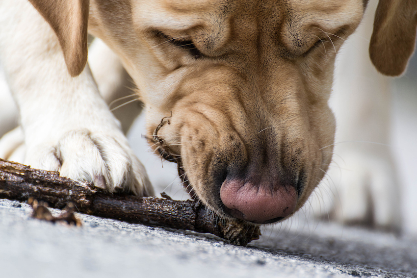 Labrador Dog Biting a branch