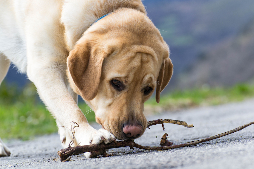 Portrait of a dog biting a stick