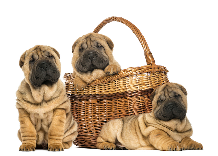 Three Sharpei puppies , sitting, lying and put in a wicker basket, isolated on white